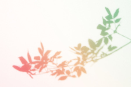 Colorful leaves silhouetteの写真素材