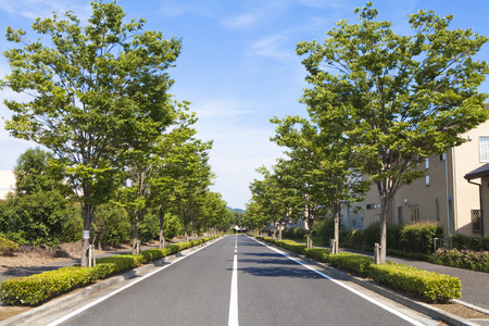 Tree-lined Avenueの写真素材