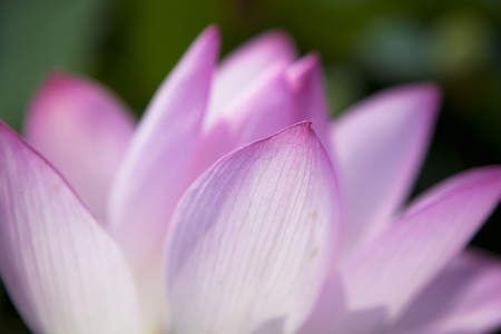 Lotus Flowerの写真素材