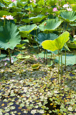 Lotus leafの写真素材