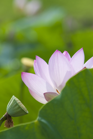 Lotus Flowerの写真素材