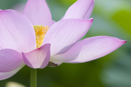 Lotus Flowerの写真素材