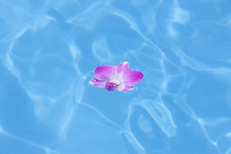 Orchid floating on the surface of the waterの写真素材