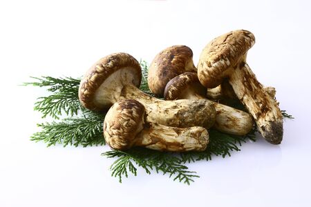 Matsutake mushroomの写真素材