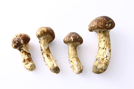 Matsutake mushroomの写真素材
