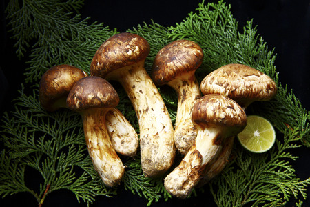 Matsutake mushroomの写真素材