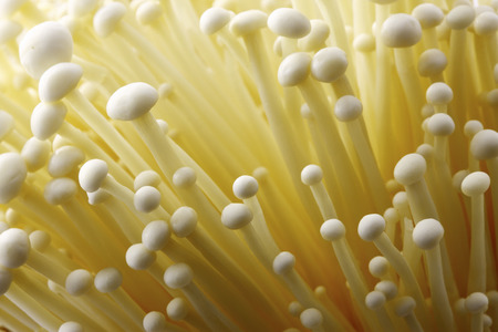 Enoki mushroomsの写真素材