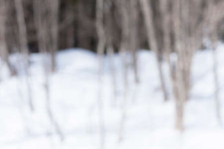 Snow backgroundの写真素材