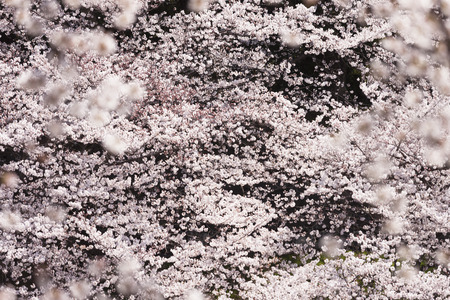 Hanami in Ueno Parkの写真素材