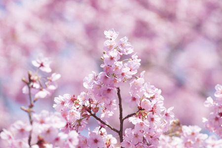 Sakura flowersの写真素材