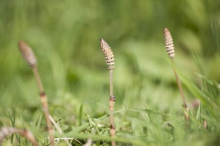 Horsetail.の写真素材