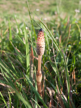 Horsetail.の写真素材