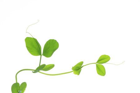 Seedlings of pea sproutの写真素材