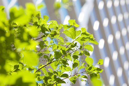 Skyscrapers with fresh green leaves