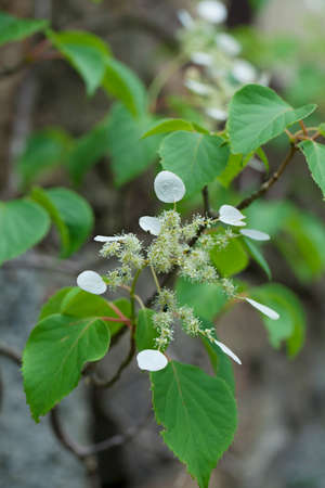 Vine hydrangea Iwagarami