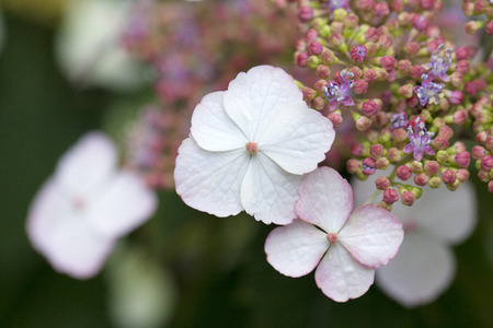Hydrangea Hydrangea to base