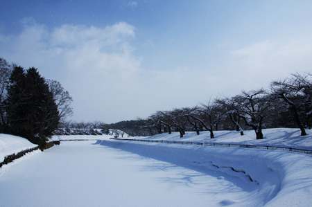 Fuyusakura and Goryokakuの写真素材