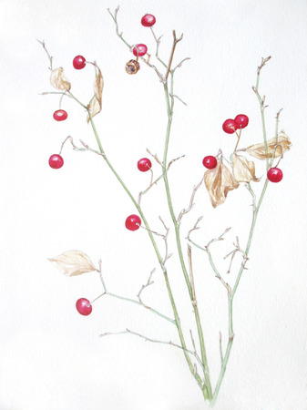 Japanese roseの写真素材