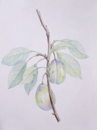Pruneの写真素材