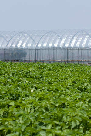 Potato fields and greenhouses