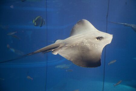 Pitted stingray