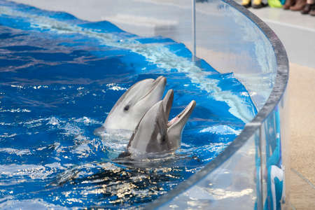 Bottlenose dolphinの写真素材