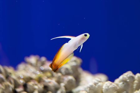 HATATATEHAZEの写真素材