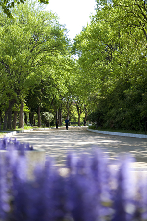 Fresh green Suminoekoenの写真素材