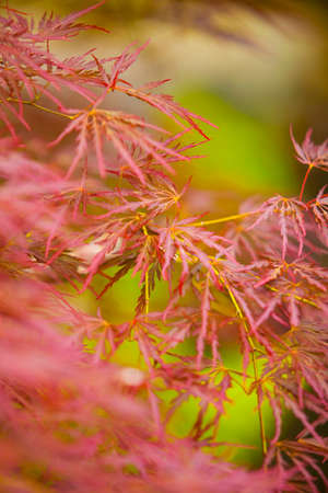 Autumn leavesの写真素材