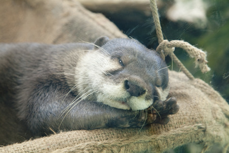 Asian short clawed Otterの写真素材