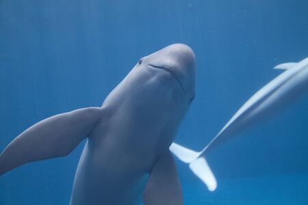 Indian porpoiseの写真素材