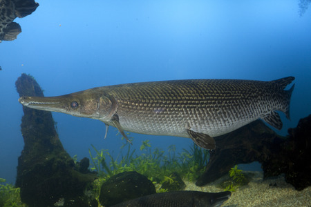 Alligator garの写真素材