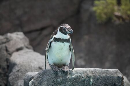 Humboldt Penguin