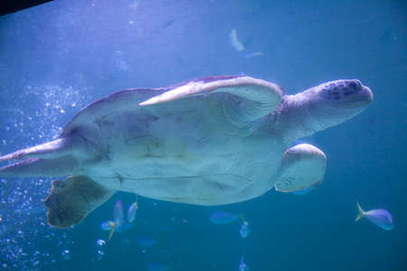 Green turtle