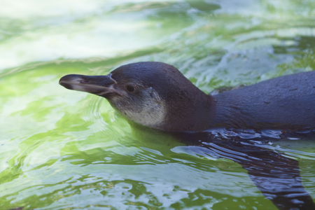 Humboldt penguins of tennoji Zooの写真素材