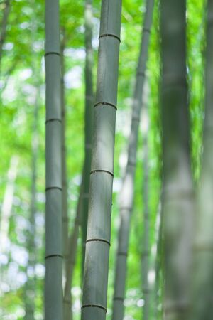 Takebayashi of Sagano