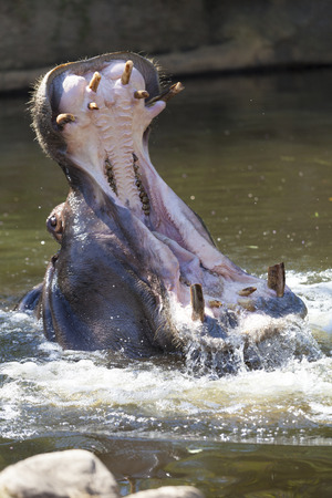 Hippopotamus opening the largeの写真素材
