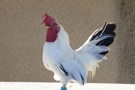 Bantamの写真素材