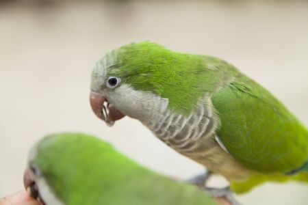 Monk parakeetの写真素材