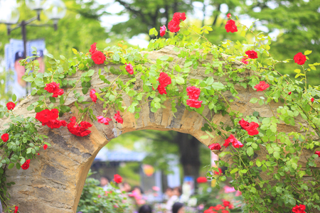 Flower Archの写真素材