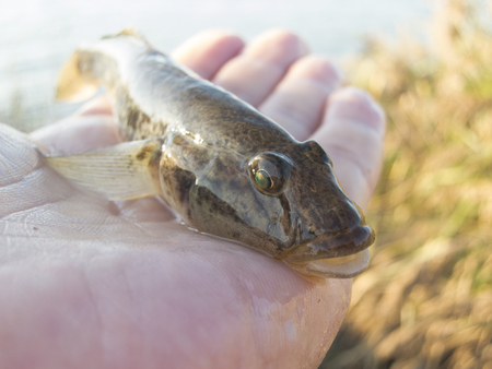 Spiny gobyの写真素材