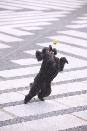 Toy Poodle to catch the ballの写真素材
