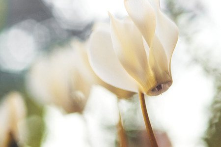 White cyclamen flowersの写真素材
