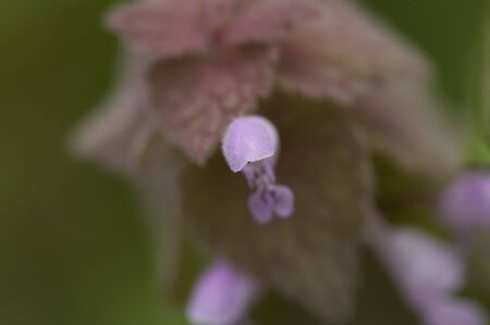 Small purple flowers