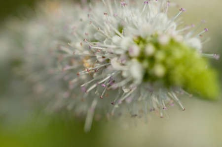 White close-up of small flowersの写真素材