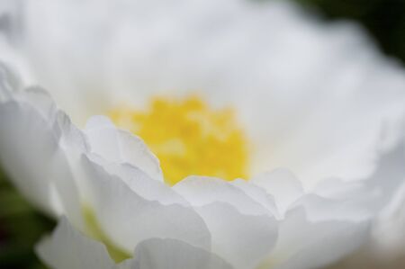 Close-up of white flowersの写真素材