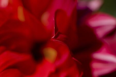 Red petalsの写真素材