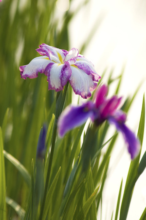 IRIS at eveningの写真素材