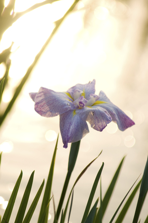 IRIS at eveningの写真素材