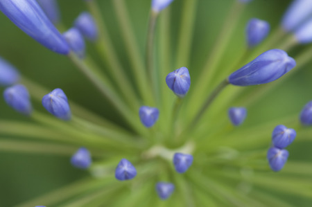 Bud of Agapanthus Flowers